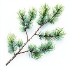 Pine Branch Watercolor Illustration Realistic Detailed Botanical Element on White Background