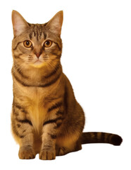 Tabby Cat Sitting Isolated on Transparent Background