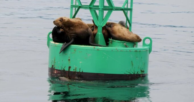 Steller Sea Lion looking for a spot on a navigational buoy, Sitka, Alaska. Steller Sea Lion is a near-threatened species of sea lions.