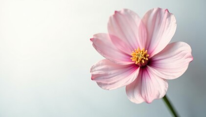Fototapeta premium delicate flower with subtle color variations on white, variations, isolation, white
