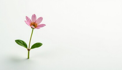 Small plant with delicate petals and stems on white background, tiny, small, flora