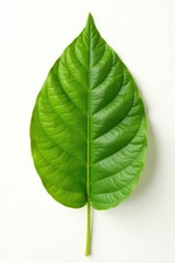 Obraz premium a single large leaf isolated on white surface, nature, simplicity