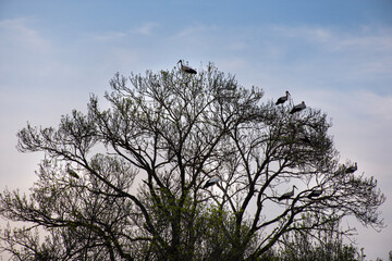 silhouette of a tree