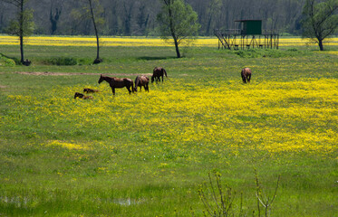 horses in the field