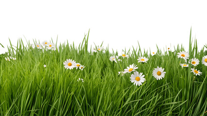 A vibrant, fresh spring green grass lawn edge border, adorned with daisy flowers isolated against a transparent background