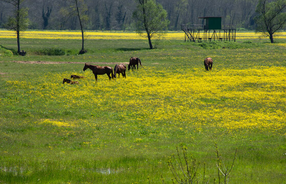 horses in the field