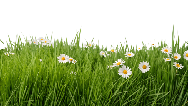 A vibrant, fresh spring green grass lawn edge border, adorned with daisy flowers isolated against a transparent background