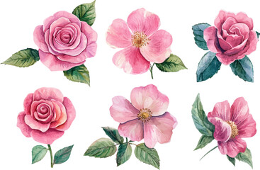 set of pink roses vector