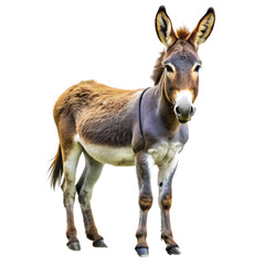 Fototapeta premium Cute Donkey Photo: Free Stock Image