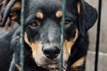 Sad homeless dog in a shelter. Dog behind the fance in animal shelter.