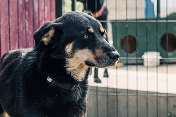 Sad homeless dog in a shelter. Dog behind the fance in animal shelter.