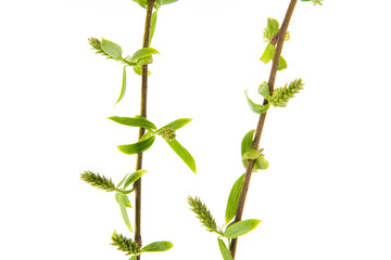 Spring willow branches isolated on white background