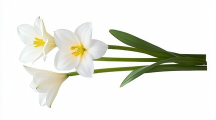 Fototapeta premium White Rain Lilies on White