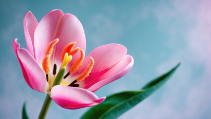 A vibrant pink tulip on a green stem with partial leaves set against a light blue background. The base is yellow. The petals are delicate and papery. The center features an orange pistil with thick...