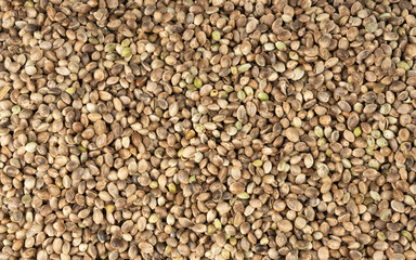 Hemp seeds, cannabis grains, marijuana kernels, oil hempseeds pile