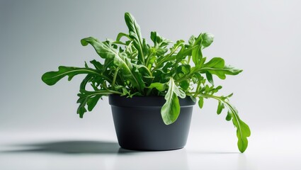 Fototapeta premium Arugula cultivated in a pot, set against a plain background, clipping path, and full depth of field.