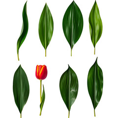 Obraz premium Set of green leaves and red-yellow tulip flower, variety of textures and shapes in two rows, vibrant natural elements isolated for floral-themed designs, png