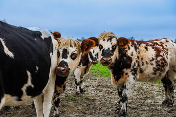 Group of cows stands together in autumn field, Normandy, France