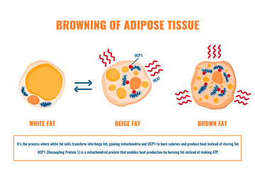 Adipose tissue browning process showing white, brown and beige fat cells involved in thermogenesis, lipolysis and energy storage. Medical vector illustration for obesity, diabetes, metabolism research