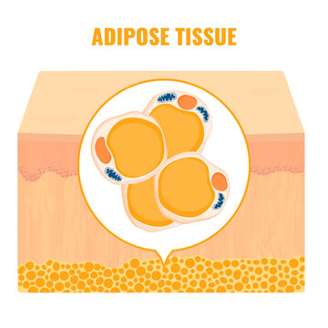 Adipose tissue browning process showing white, brown and beige fat cells involved in thermogenesis, lipolysis and energy storage. Medical vector illustration for obesity, diabetes, metabolism research