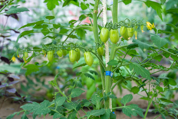 Homegrown dwarf tomato plants grown in a home greenhouse with biological methods. Installed automated drip irrigation system. Home gardening. Botany.