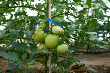 Homegrown tomato plants grown in a home greenhouse with biological methods. Installed automated drip irrigation system. Home gardening. Botany.