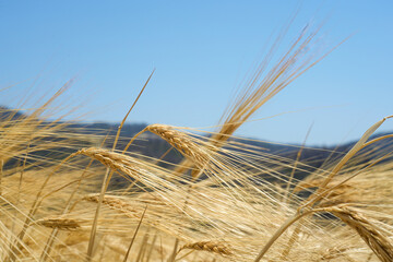 Wheat. A grass widely cultivated for its seed. A highly nutritional cereal grain which is a...