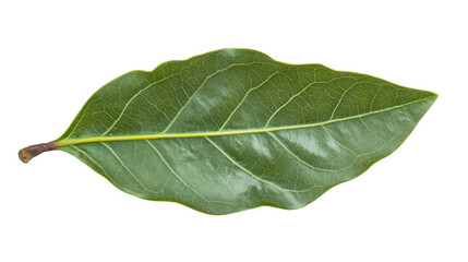 Fototapeta premium A single green leaf with visible veins and a yellow stem against a black background image capture