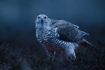 Northern Goshawk in the bog scenery early in the morning