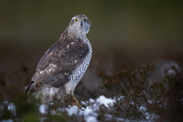 Northern Goshawk in the bog scenery