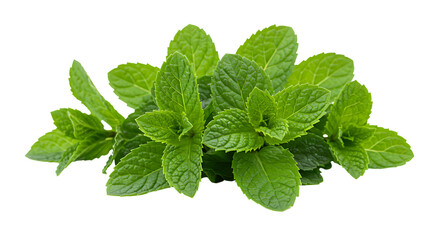fresh mint leaves