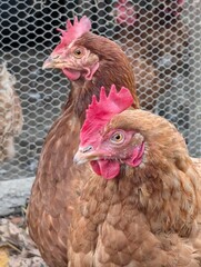 hen from small home farm