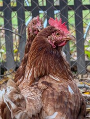 hen from small home farm