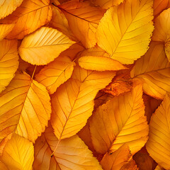Fototapeta premium Vivid Autumn Leaves Radiating Xanthophyll Pigments Revealing Nature's Photosynthetic Transition