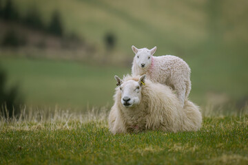 A small lamb playfully stands on top of its mother, signifying that Spring has begun 
