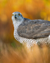 Northern goshawk portrait at sunrise