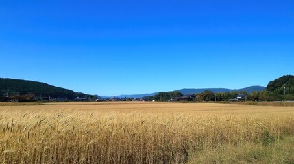 A perfectly blue sky stretching endlessly above a golden wheat field