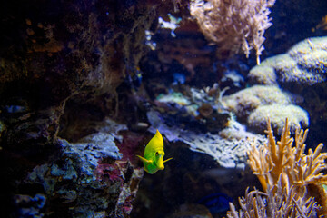 yellow tang fish swimming alone near rocks in a saltwater aquarium