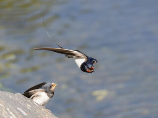 Barn swallow is feeding chick