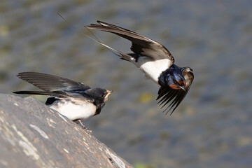 Barn swallow is feeding chick