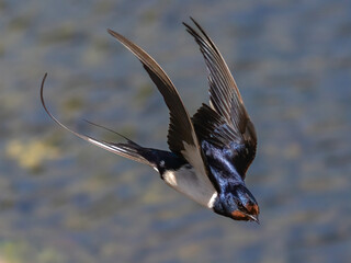 Barn swallow is feeding chick © Risto