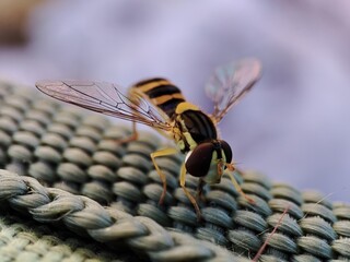 beautiful, bright, striped, yellow, with black stripes, wasp-like hoverfly, with veined wings and...