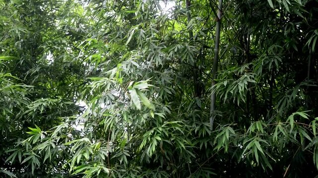 Bamboo Wind 05
