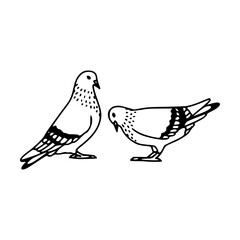 Fototapeta premium pair of doves outline graphic