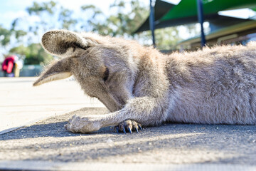 Funny kangaroo sleeping in Moonlight Sanctuary, Melbourne, Australia