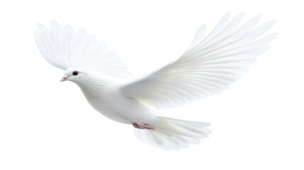 A white dove in flight with wings spread wide against a black background in a studio shot