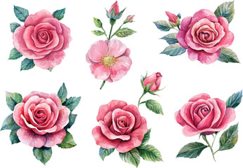 watercolor roses flowers art