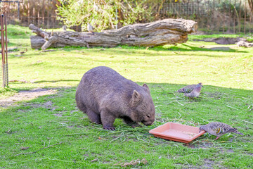 Melbourne VIC, Australia - Jun 01, 2023: Moonlit sanctuary, Melbourne, Australia. (common wombat)