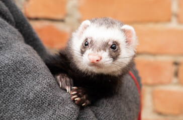 Portrait of cute and tired domestic pet ferret resting in her owner's hands. Woman and a pet concept.ferret play outside