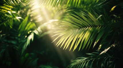 Leaves sparkling with sunlight